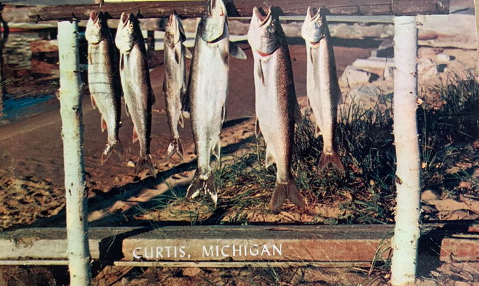 Curtis - Vintage Postcard
